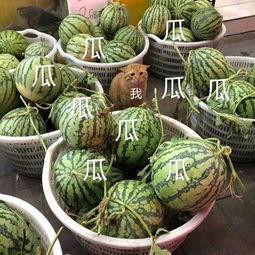 现在娱乐吃瓜