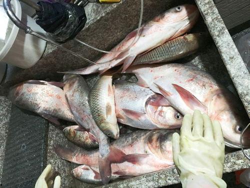 娱乐吃瓜酱钓鱼