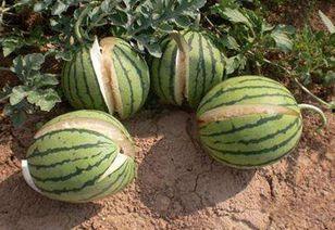 娱乐吃瓜君的料真实吗