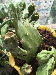 仙人掌吃瓜娱乐,仙人掌与瓜果的奇幻娱乐之旅