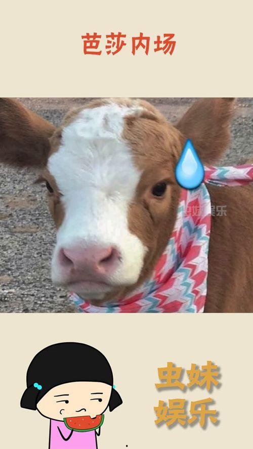 娱乐吃瓜酱笑点,笑点满满！娱乐吃瓜酱带你领略娱乐圈的欢乐瞬间