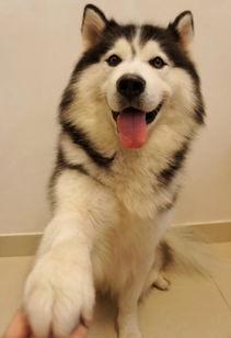 娱乐吃瓜酱哈士奇不拆家